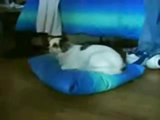 កុមារ,ភេទកៅអី,រួមភេទកៅអីដ៏ល្អបំផុតក្រុមសិច